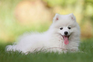 Маленькі білі собаки - топ-6 порід